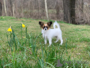 Zusätzliche Fotos: Continental Toy Spaniel / Papillon