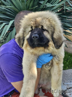 Foto №3. Kaukasischer Schäferhund, Welpen. Serbien