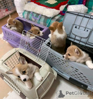 Foto №2 zu Ankündigung № 138885 zu verkaufen welsh corgi - einkaufen Deutschland quotient 	ankündigung, züchter