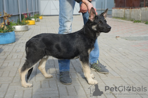 Foto №1. osteuropäischer schäferhund - zum Verkauf in der Stadt Tscheljabinsk | 274€ | Ankündigung № 7964