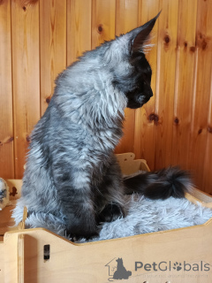 Foto №3. Kätzchen Cote Mainkun Polydakt. Russische Föderation