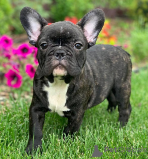 Foto №1. französische bulldogge - zum Verkauf in der Stadt Brüssel | verhandelt | Ankündigung № 116927