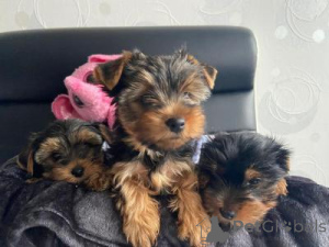 Foto №1. yorkshire terrier - zum Verkauf in der Stadt Wien | verhandelt | Ankündigung № 169716