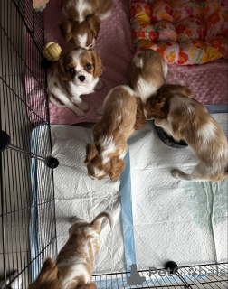 Foto №4. Ich werde verkaufen cavalier king charles spaniel in der Stadt Düsseldorf. quotient 	ankündigung - preis - Frei