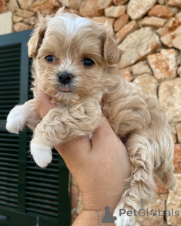 Foto №2 zu Ankündigung № 159935 zu verkaufen maltipu - einkaufen Niederlande quotient 	ankündigung