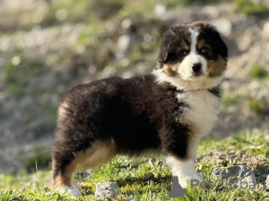 Foto №1. australian shepherd - zum Verkauf in der Stadt Brüssel | verhandelt | Ankündigung № 165124