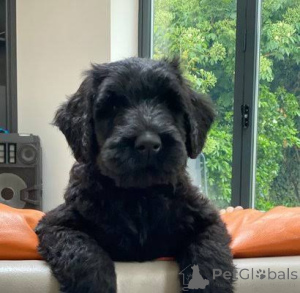 Foto №1. schnauzer - zum Verkauf in der Stadt Heilige Konstantine und Helena | 484€ | Ankündigung № 172783