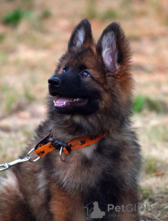 Foto №2 zu Ankündigung № 111564 zu verkaufen deutscher schäferhund - einkaufen Deutschland quotient 	ankündigung, züchter