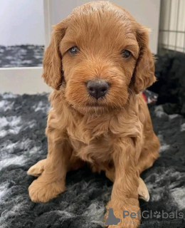 Foto №1. english cocker spaniel - zum Verkauf in der Stadt Eišiškės | 330€ | Ankündigung № 75799