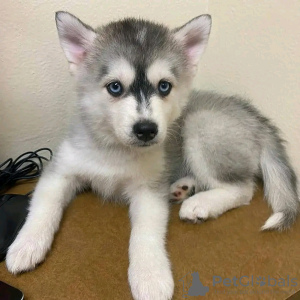 Foto №2 zu Ankündigung № 123811 zu verkaufen siberian husky - einkaufen Finnland quotient 	ankündigung, züchter