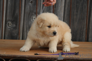 Foto №1. golden retriever - zum Verkauf in der Stadt Berlin | Frei | Ankündigung № 173994