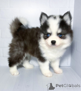 Foto №3. Welpen von Pfeffer -Mikro. Russische Föderation