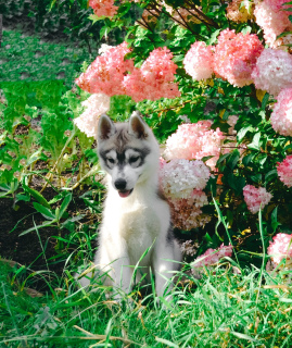 Foto №1. siberian husky - zum Verkauf in der Stadt Perm | 170€ | Ankündigung № 3648