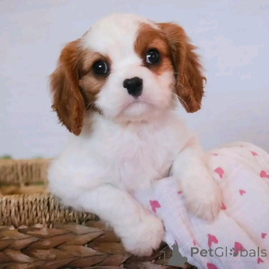 Foto №1. cavalier king charles spaniel - zum Verkauf in der Stadt München | 500€ | Ankündigung № 137959