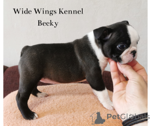 Foto №3. Reinrassige Boston Terrier Welpen aus Züchter. Ungarn