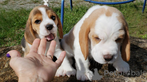 Foto №1. beagle - zum Verkauf in der Stadt München | 473€ | Ankündigung № 119507