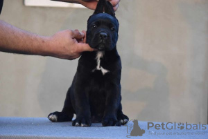 Foto №4. Ich werde verkaufen cane corso italiano in der Stadt Gornji Milanovac. züchter - preis - verhandelt