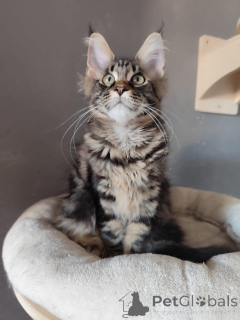 Foto №2 zu Ankündigung № 138032 zu verkaufen maine-coon-katze - einkaufen Spanien quotient 	ankündigung