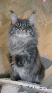 Foto №3. Mainecoon-Kätzchen. Ukraine