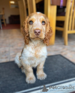 Foto №1. english cocker spaniel - zum Verkauf in der Stadt Братислава | Frei | Ankündigung № 111331