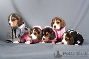 Foto №2 zu Ankündigung № 103662 zu verkaufen beagle - einkaufen Deutschland quotient 	ankündigung