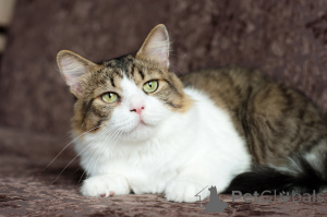 Foto №4. Ich werde verkaufen  in der Stadt Minsk. quotient 	ankündigung - preis - Frei