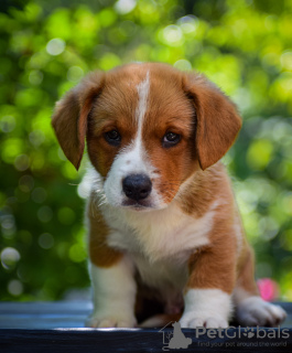 Zusätzliche Fotos: Süße Cardigan Welsh Corgi Welpen aus Ungarn kennel@cardibakery.hu