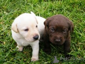 Foto №1. labrador retriever - zum Verkauf in der Stadt Brno | Frei | Ankündigung № 124143