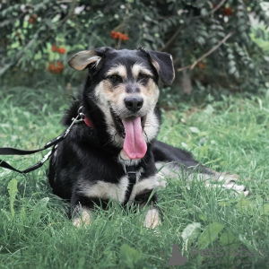Foto №2 zu Ankündigung № 75097 zu verkaufen mischlingshund - einkaufen Russische Föderation quotient 	ankündigung