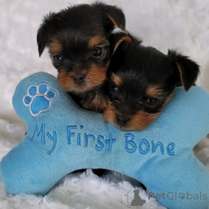 Foto №2 zu Ankündigung № 168169 zu verkaufen yorkshire terrier - einkaufen Belgien quotient 	ankündigung