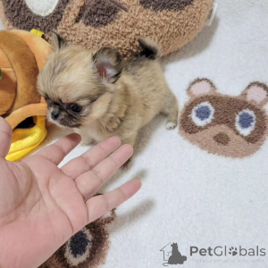 Foto №2 zu Ankündigung № 167179 zu verkaufen mischlingshund - einkaufen USA züchter