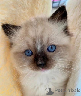 Foto №4. Ich werde verkaufen ragdoll-katze in der Stadt Londoner Bezirk von Camden. quotient 	ankündigung - preis - verhandelt