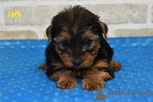 Foto №3. Tolle Yorkie-Welpen sind auf dem Weg. USA