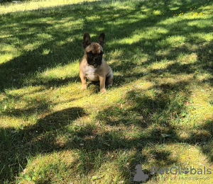 Foto №2 zu Ankündigung № 43036 zu verkaufen französische bulldogge - einkaufen Finnland quotient 	ankündigung