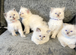 Foto №1. ragdoll-katze - zum Verkauf in der Stadt Detmold | 350€ | Ankündigung № 172305