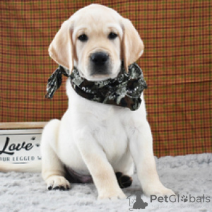 Foto №1. labrador retriever - zum Verkauf in der Stadt Berlin | 600€ | Ankündigung № 173205
