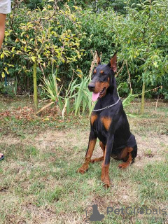 Foto №3. Dobermann Hündin, junge Hündin. Serbien