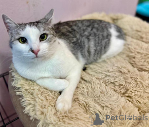 Foto №1.  - zum Verkauf in der Stadt Moskwa | Frei | Ankündigung № 160396