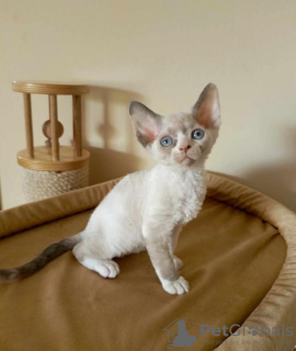 Foto №1. devon rex - zum Verkauf in der Stadt Herne | 350€ | Ankündigung № 113146