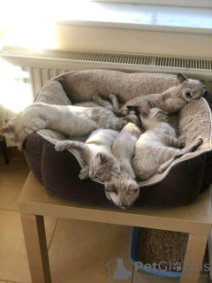 Foto №2 zu Ankündigung № 132064 zu verkaufen bengal katzenrasse - einkaufen Katar züchter