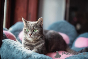 Foto №2 zu Ankündigung № 159485 zu verkaufen  - einkaufen Russische Föderation aus dem tierheim