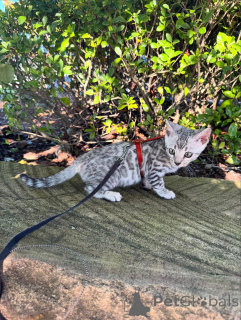 Foto №2 zu Ankündigung № 152540 zu verkaufen bengal katzenrasse - einkaufen Deutschland quotient 	ankündigung