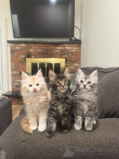 Foto №1. maine-coon-katze - zum Verkauf in der Stadt Bielefeld | verhandelt | Ankündigung № 177803