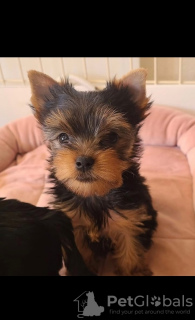 Foto №3. Welpen verschiedener Rassen im PUPPY PARADISE. USA