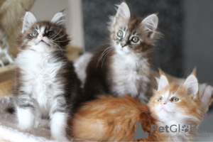 Foto №3. Getestete Maine-Coon-Kätzchen verfügbar. Deutschland