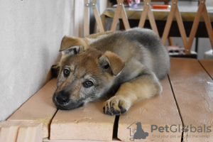 Foto №4. Ich werde verkaufen tschechoslowakischer wolfhund in der Stadt Jaroslawl. quotient 	ankündigung - preis - verhandelt