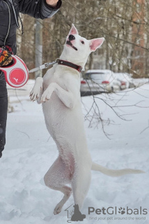 Foto №4. Ich werde verkaufen mischlingshund in der Stadt Москва. quotient 	ankündigung - preis - Frei