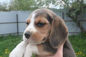 Foto №3. Beagle-Welpen vom Champion, Ratenzahlung, Lieferung, Zwinger "Dogstyle. Weißrussland