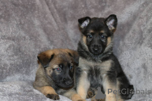 Foto №2 zu Ankündigung № 125189 zu verkaufen german spitz - einkaufen Deutschland quotient 	ankündigung