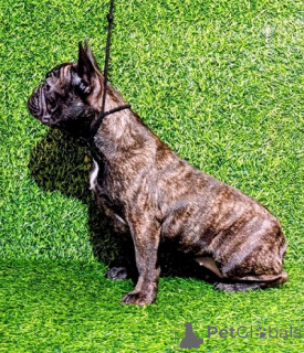 Foto №3. Französische Bulldogge weiblicher welpe. Serbien